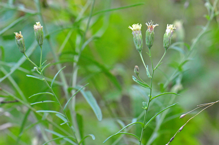 Veiny Brickellbush; The flowering heads are in loose panicle arrays or they may be single heads on tips of lateral branches. The genus Brickellia was published by Stephen Elliott in 1824. Brickellia venosa